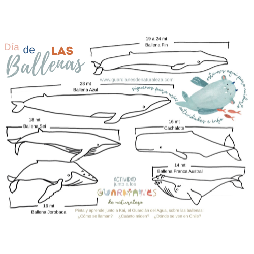 Guía de Ballenas